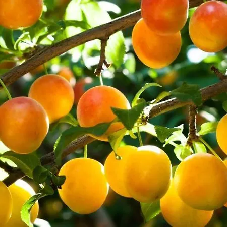 Prázdninový dům Chemin Du Grand Pre *